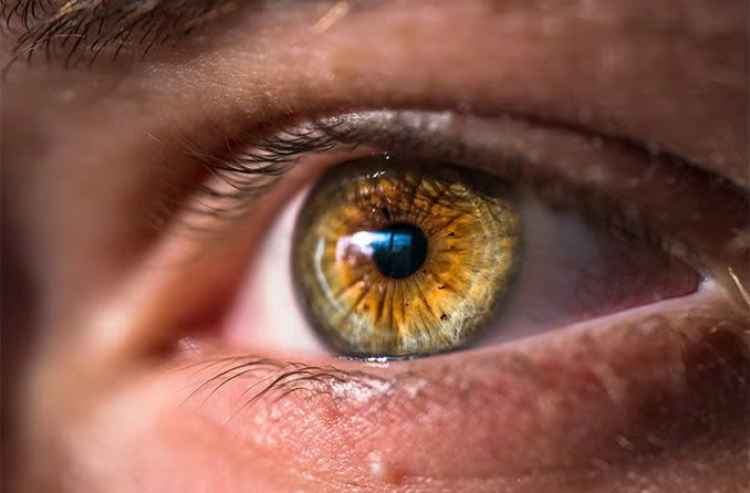 What Makes Hazel Eyes Unique? What Color Are They? 16+ Facts to Know